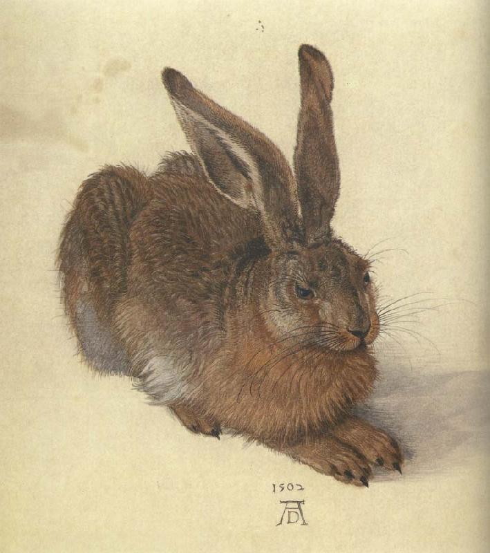 Albrecht Durer A Young Hare